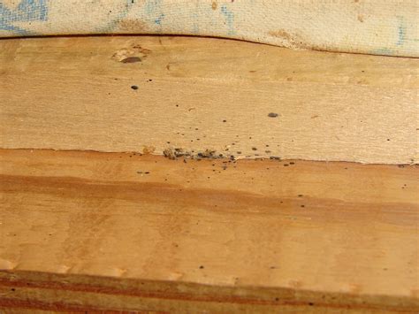 do bed bugs live in steel cabinets|do bed bugs hit furniture.